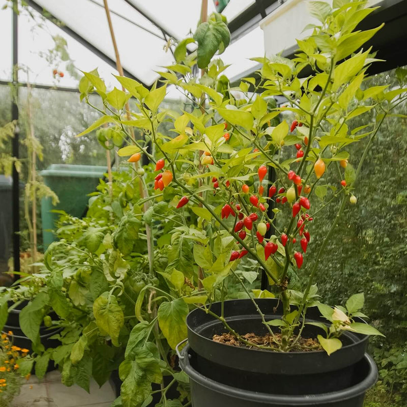 Drivhus Solid 8.5 M²