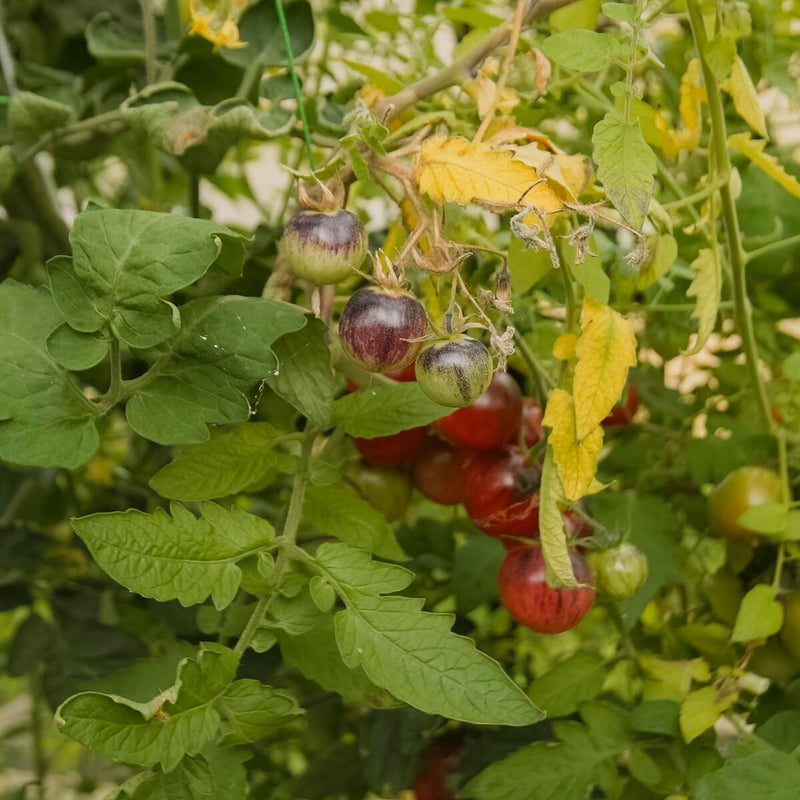 Drivhus Solid 6.5 M²