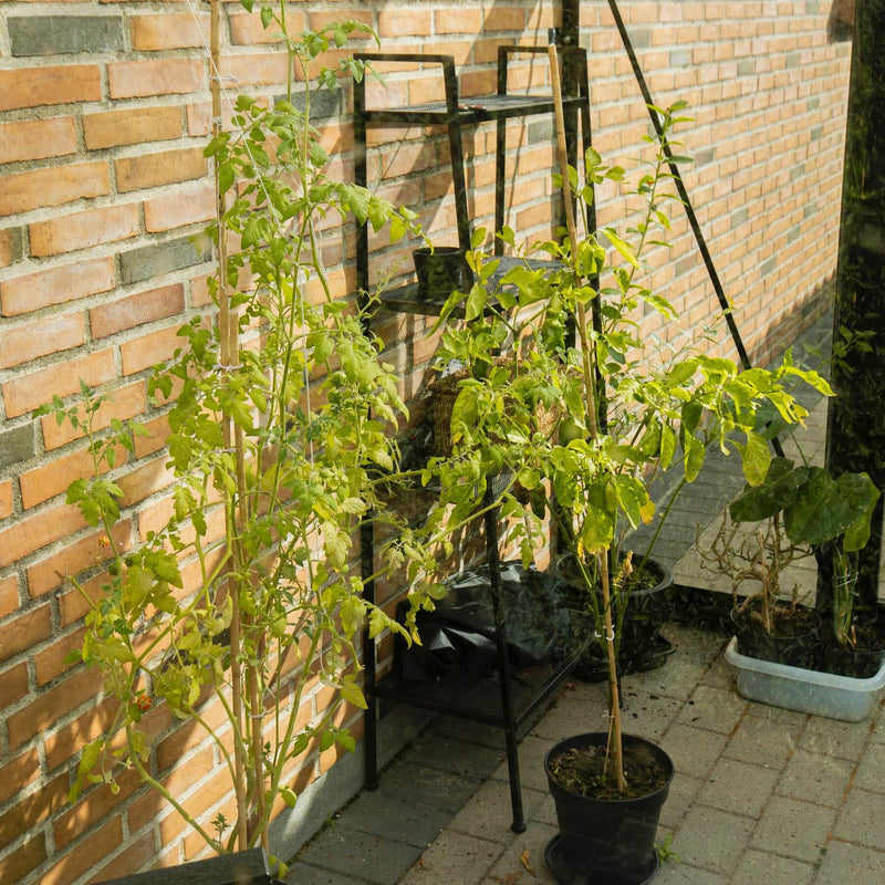 Vægdrivhus Royale 9.6 M²